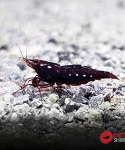 Caridina SP Three spot red bee exotic shrimp