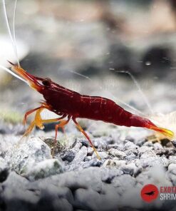 Caridina SP. Yellow nose red bee exotic shrimp