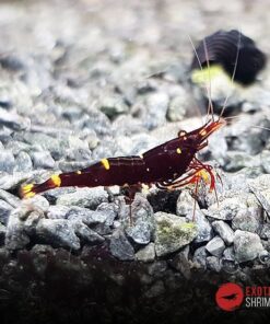 Caridina Spinata Yellow cheek bee exotic shrimp
