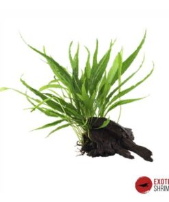 MICROSORUM PTEROPUS EN RAÍZ