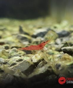 RED LINE BEE