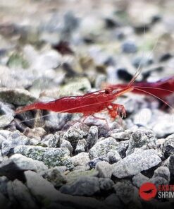 caridina malili red exotic shrimp 2