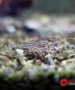 caridina white orchid exotic shrimp 2