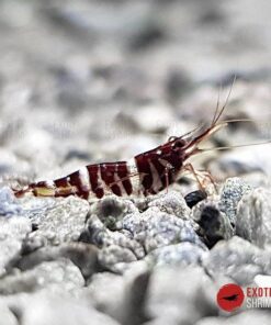 tigri exotic shrimp 2