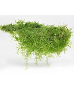 TAXIPHYLLUM BARBIERI JAVA MOSS IN-VITRO