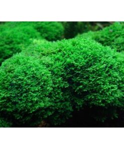 RICCARDIA CHAMEDRYFOLIA PAD