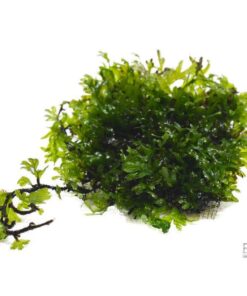 CREPIDOMANES MALABARICUM