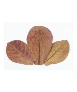 HOJAS DE TERMINALIA CATAPPA