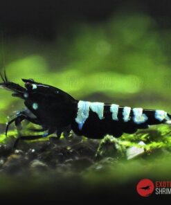 caridina Black pinto multistripe exotic shrimp