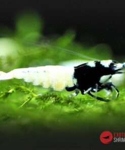caridina Black pinto spotted head exotic shrimp