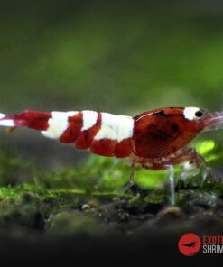 caridina Red pinto multistripe 2 exotic shrimp