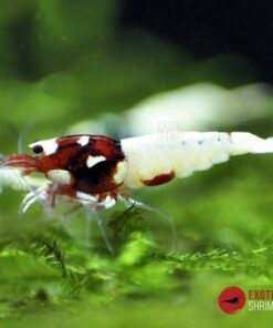 caridina red pinto spotted head exotic shrimp