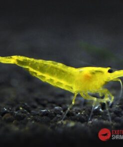 caridina yellow king kong exotic shrimp