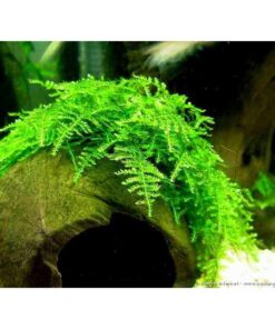 VESICULARIA MONTAGNEI CHRISTMAS MOSS IN-VITRO