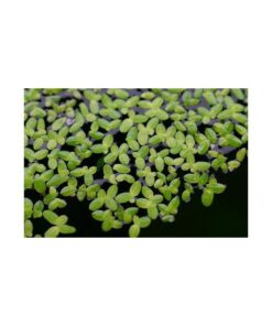 LEMNA MINOR