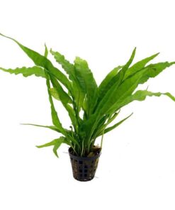 MICROSORUM PTEROPUS