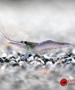 Caridina Caerulea Blue leg poso exotic shrimp