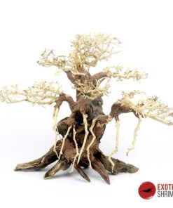 ARBOL BONSAI Nº1