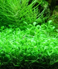 Glossostigma elatinoides IN-VITRO