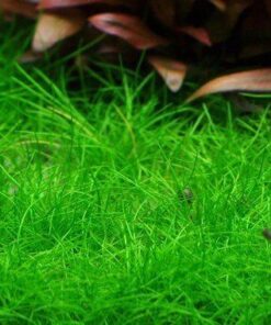 Eleocharis sp. 'Mini' / Pusilla IN-VITRO
