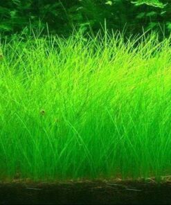 Eleocharis parvula IN-VITRO