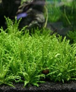 Pogostemon helferi IN-VITRO