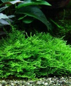 Taxiphyllum sp. 'Spiky' In-Vitro