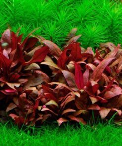 Alternanthera reineckii 'Mini' IN-VITRO