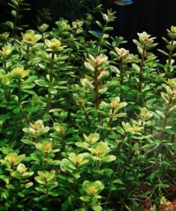 Rotala Indica/Ammania sp. 'Bonsai' IN-VITRO