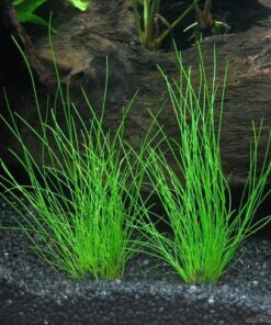 Eleocharis acicularis IN-VITRO
