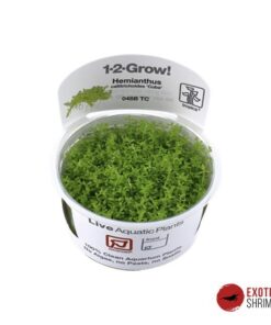 Hemianthus Callitrichoides "Cuba" IN-VITRO