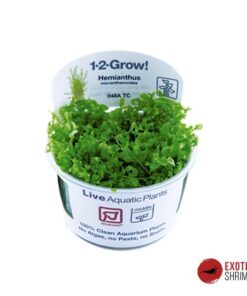 Hemianthus Micranthemoides/ Micranthemum Glomeratum IN-VITRO