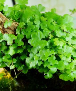Hydrocotyle tripartita IN-VITRO