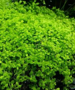 Micranthemum tweediei 'Monte Carlo' IN-VITRO