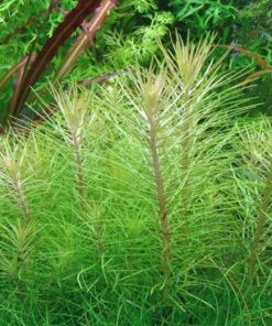 Pogostemon erectus/deccanensis IN-VITRO