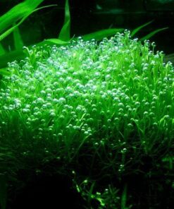 Riccia fluitans IN-VITRO