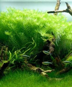 Rotala rotundifolia 'Green' IN-VITRO