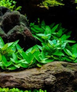 Staurogyne repens IN-VITRO