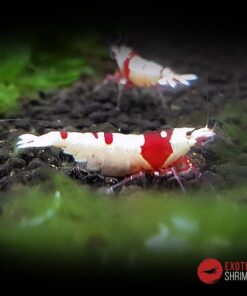 caridina prl pure red line ss exotic shrimp