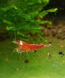 SUPER CRYSTAL RED