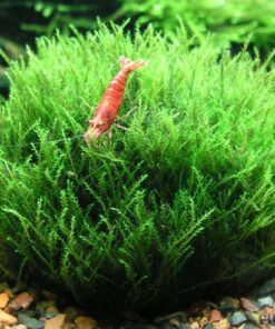AMBLYSTEGIUM SERPENS (NANO MOSS) IN-VITRO