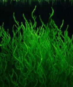 TAXIPHYLLUM SP. FLAME IN-VITRO