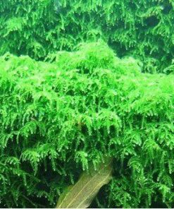 VESICULARIA FERRIEI WEEPING MOSS IN-VITRO