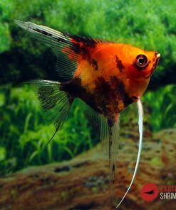 ESCALAR RED DEVIL