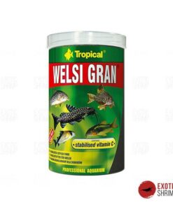 TROPICAL WELSI GRAN exotic shrimp imag destacada