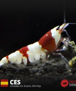 caridina crystal red a-s NES exotic shrimp