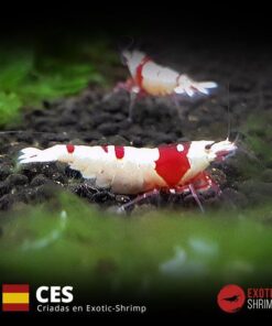 caridina prl pure red line ss nacida en exotic shrimp CES