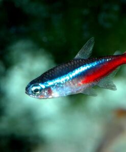 TETRA NEON