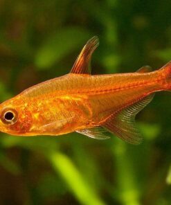 TETRA AMANDAE