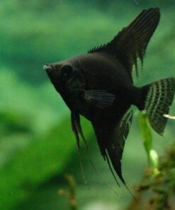 ESCALAR NEGRO